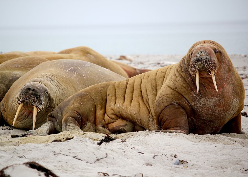 sea lion on seashore during daytime