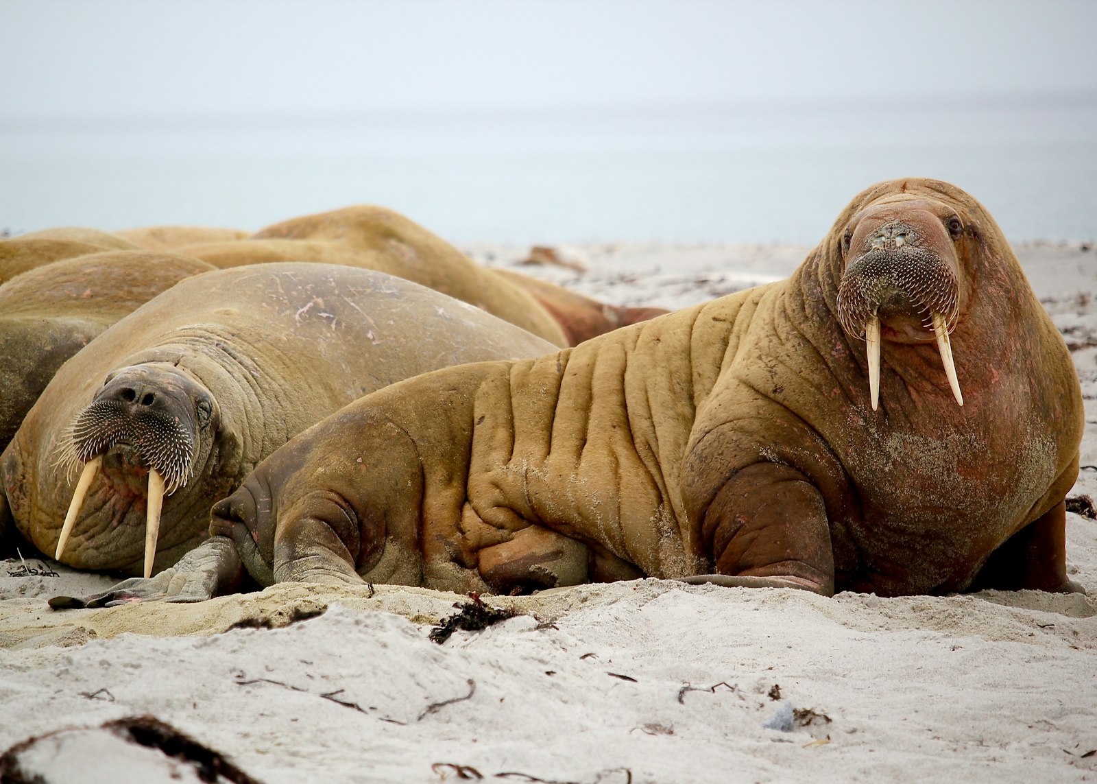 Canon EOS 550D (EOS Rebel T2i / EOS Kiss X4) + Canon EF-S 55-250mm F4-5.6 IS STM sample photo. Sea lion on seashore photography