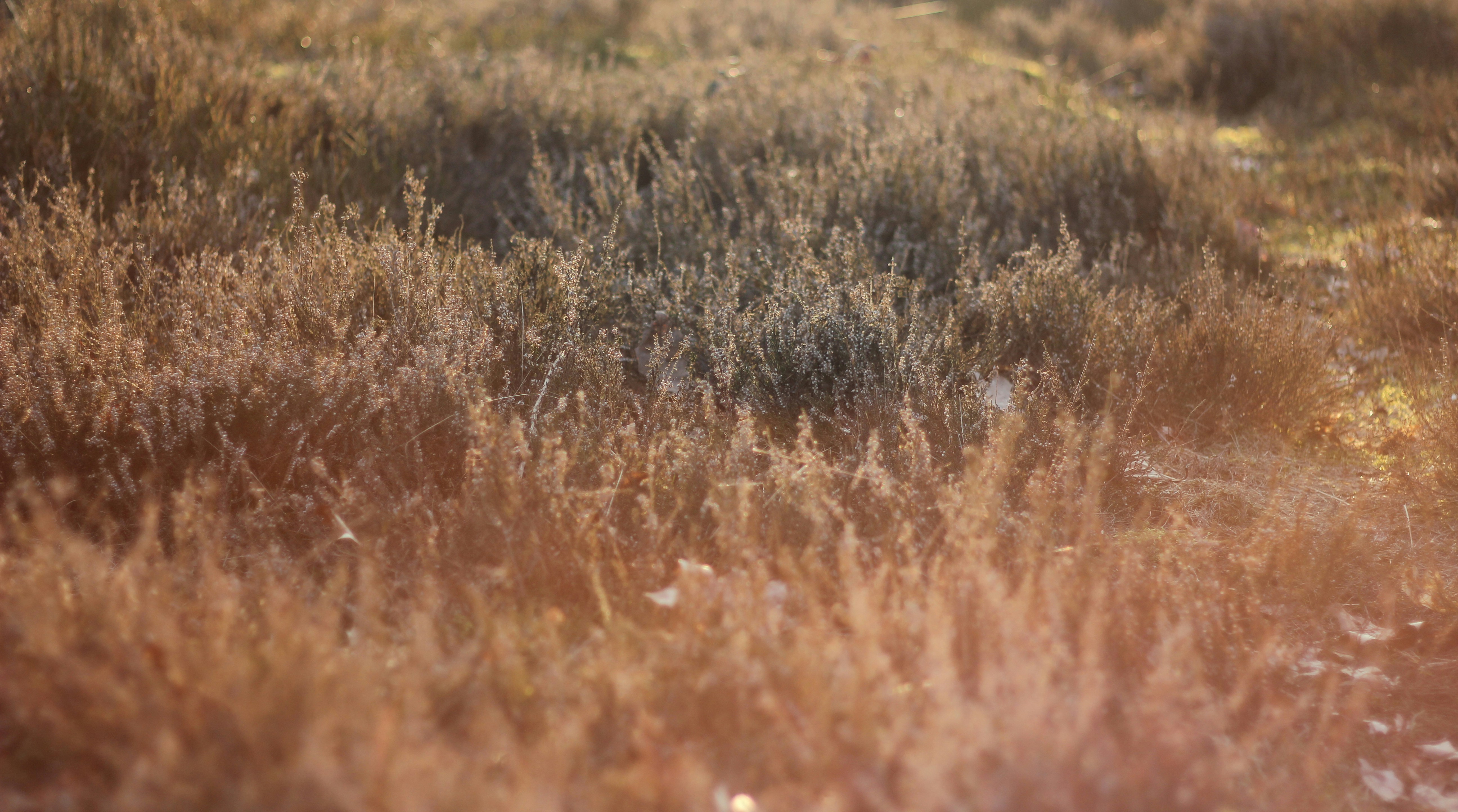 Free Unsplash photo from Arjan van der Knijff