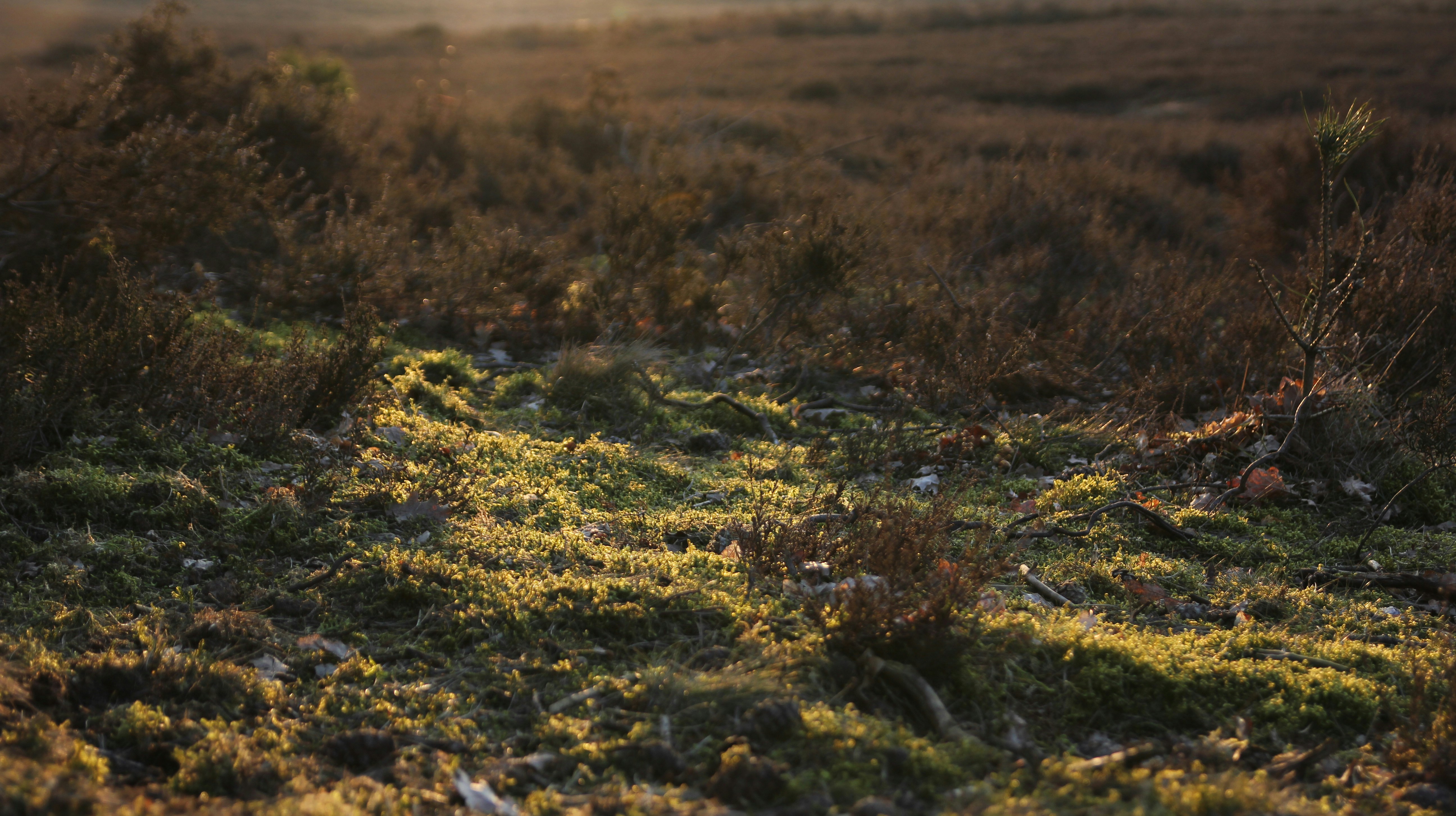 Free Unsplash photo from Arjan van der Knijff