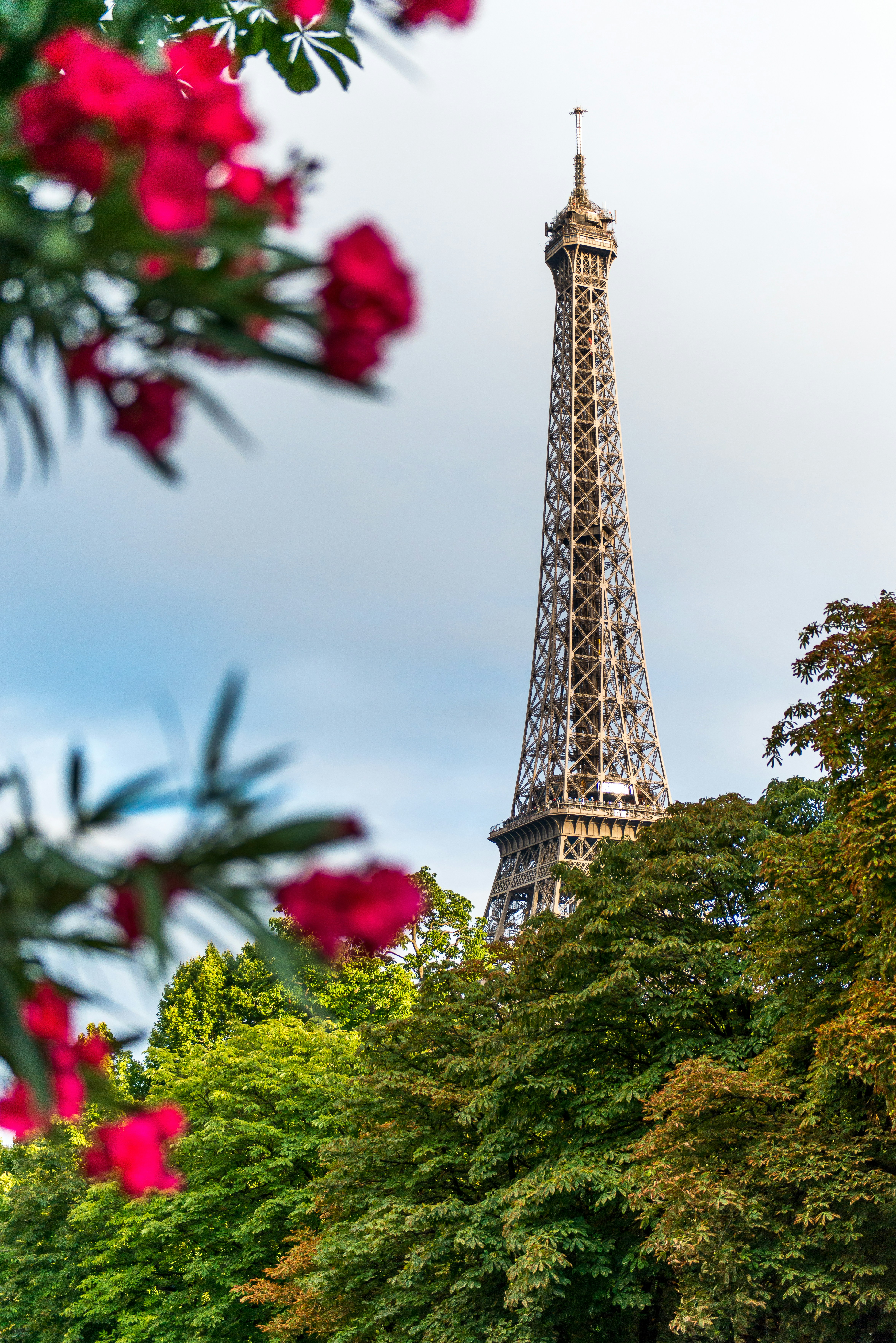 Eiffel Tower behind flowers