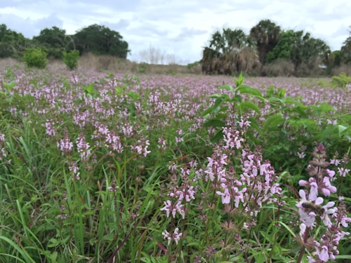 A field of light purple wildflowers stretches into the distance, surrounded by lush green foliage. The sky above is overcast with clouds. In the foreground, a bee is visible on one of the flowers, suggesting a lively ecosystem.