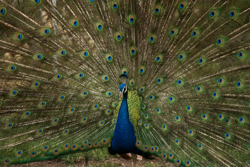 El pavo real macho extiende su cola