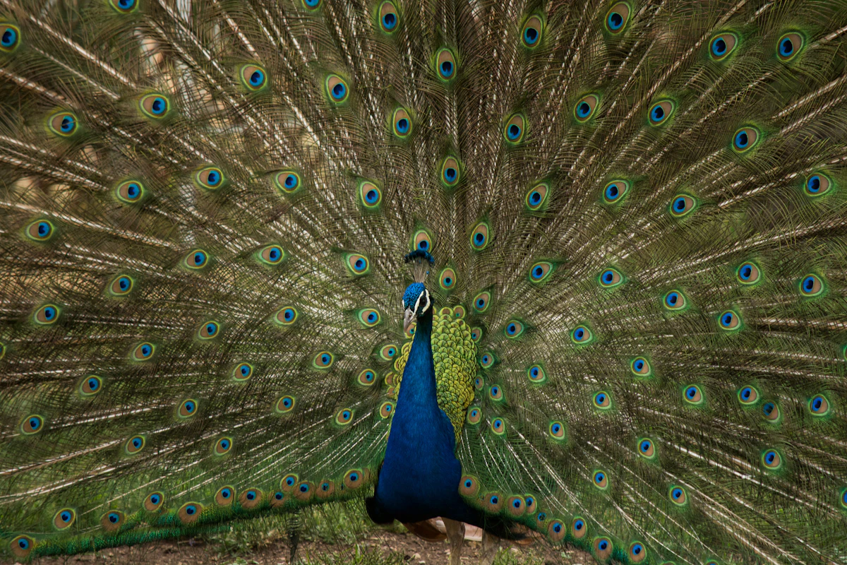 Peacock