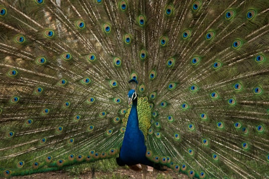 male peacock spread its tail in Park City United States