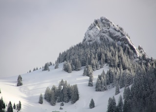 pine trees on mountain with white snow during daytime