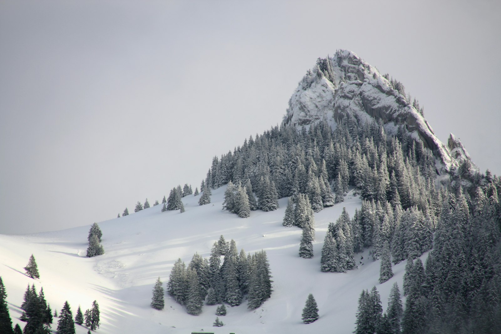 Tamron AF 18-270mm F3.5-6.3 Di II VC LD Aspherical (IF) MACRO sample photo. Pine trees on mountain photography