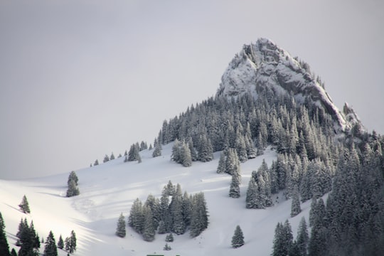 pine trees on mountain with white snow during daytime in Dent du Chamois Switzerland