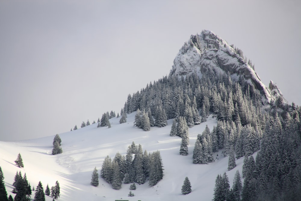 pini sulla montagna con neve bianca durante il giorno