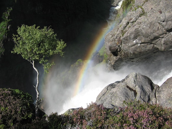 In a natural setting, a vibrant rainbow arches over a powerful waterfall cascading down rocky cliffs. A tree with lush green leaves stands prominently to the left, contrasting with the rugged rocks and mist swirling around the falls.