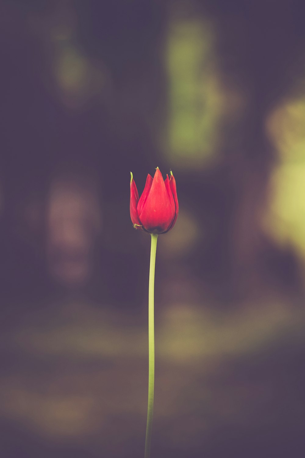 selective focus of red petaled flower