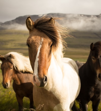 three assorted-color horses running away from a mountain