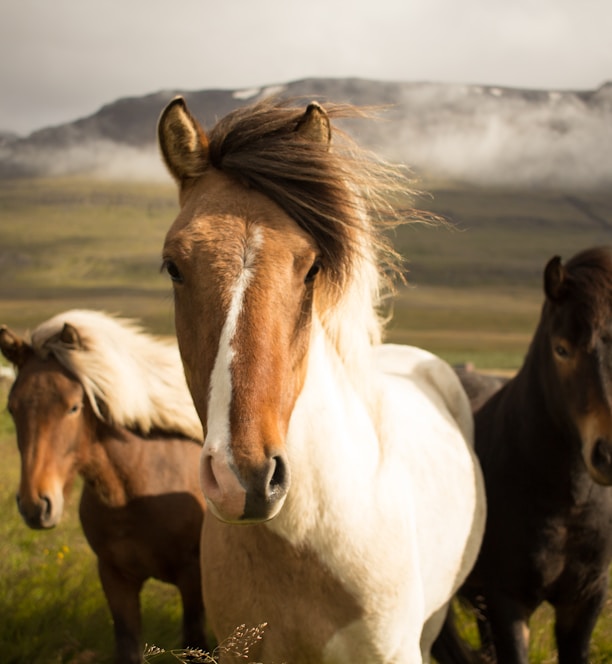 three assorted-color horses running away from a mountain