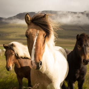 three assorted-color horses running away from a mountain