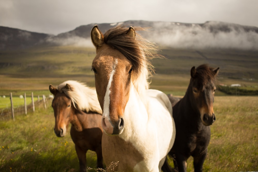 Tres caballos de colores variados que huyen de una montaña