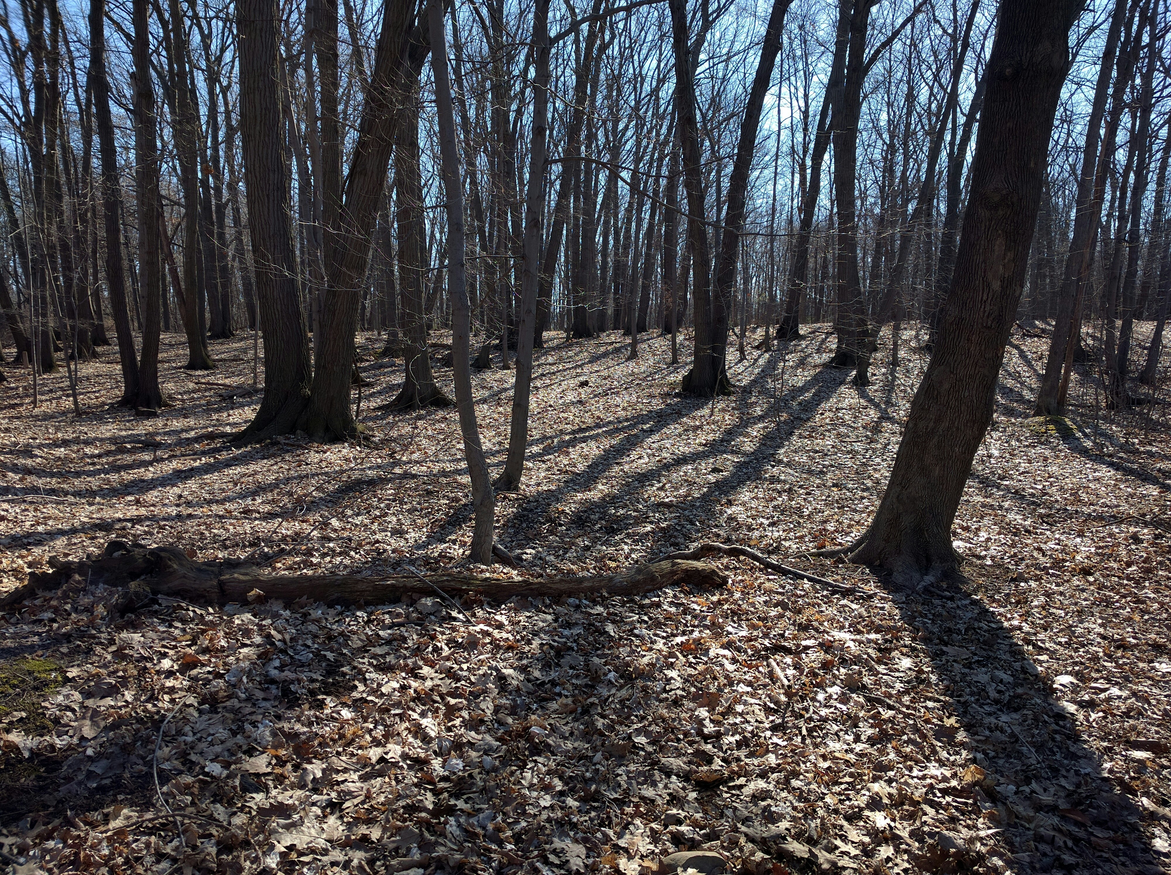 Free Unsplash photo from Saish Menon