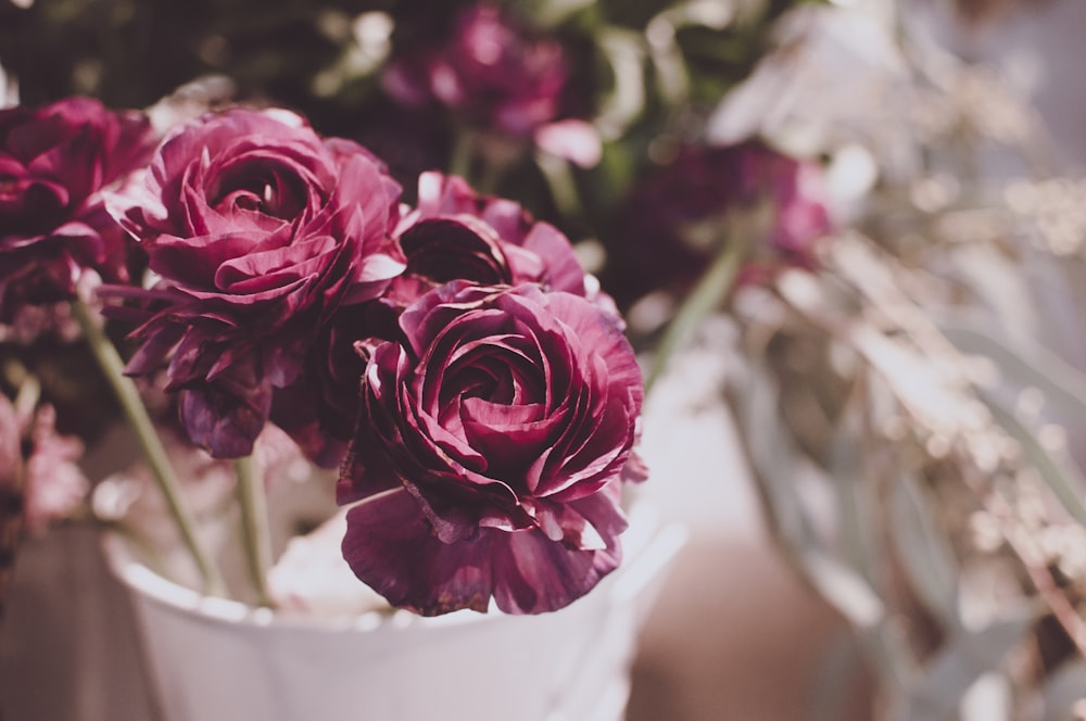 selective focus photography of red carnation flowers