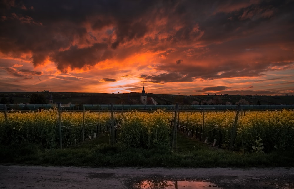 green grass field during sunset