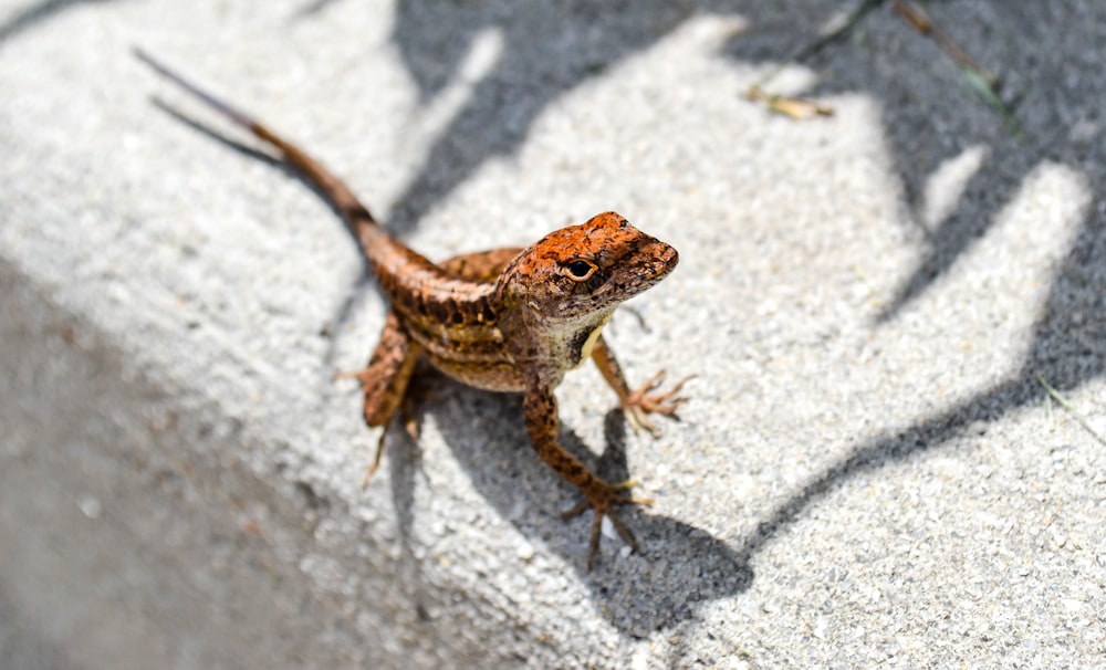 Photographie sélective de la grenouille rousse