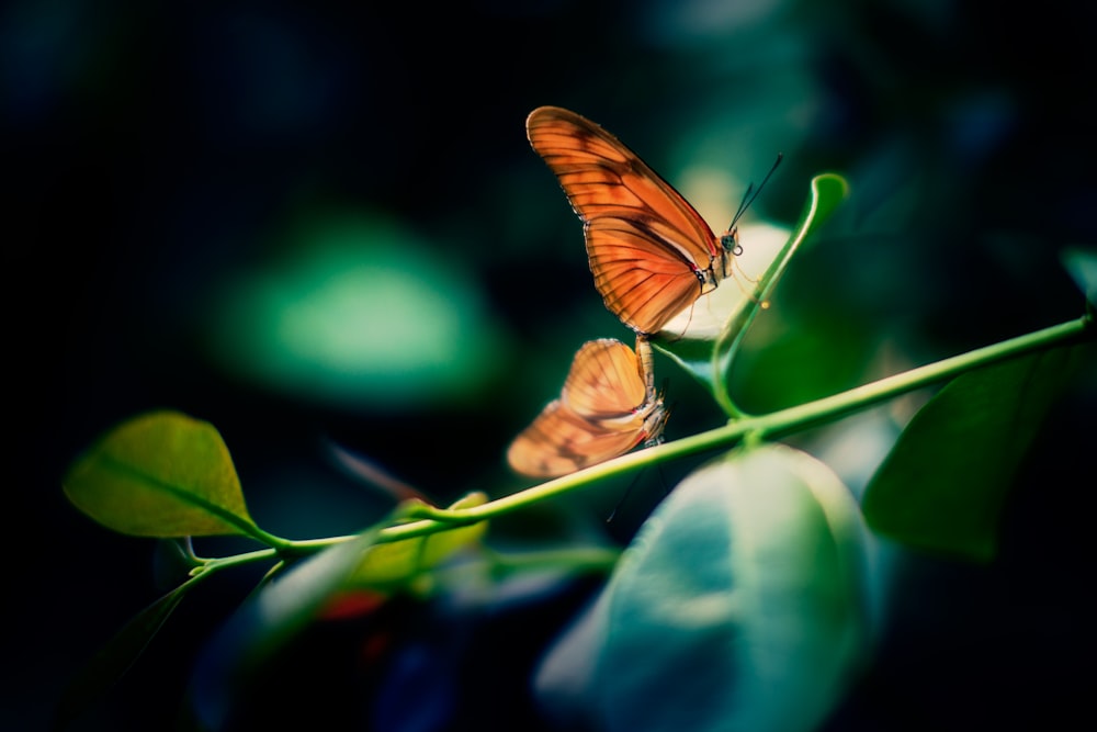 brown and black butterfly perching on brown leaf selective focus photography