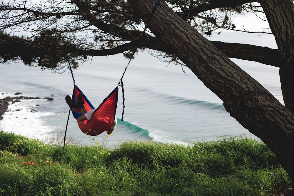 hamac rouge et bleu accroché à un tronc d’arbre brun près du plan d’eau pendant la journée