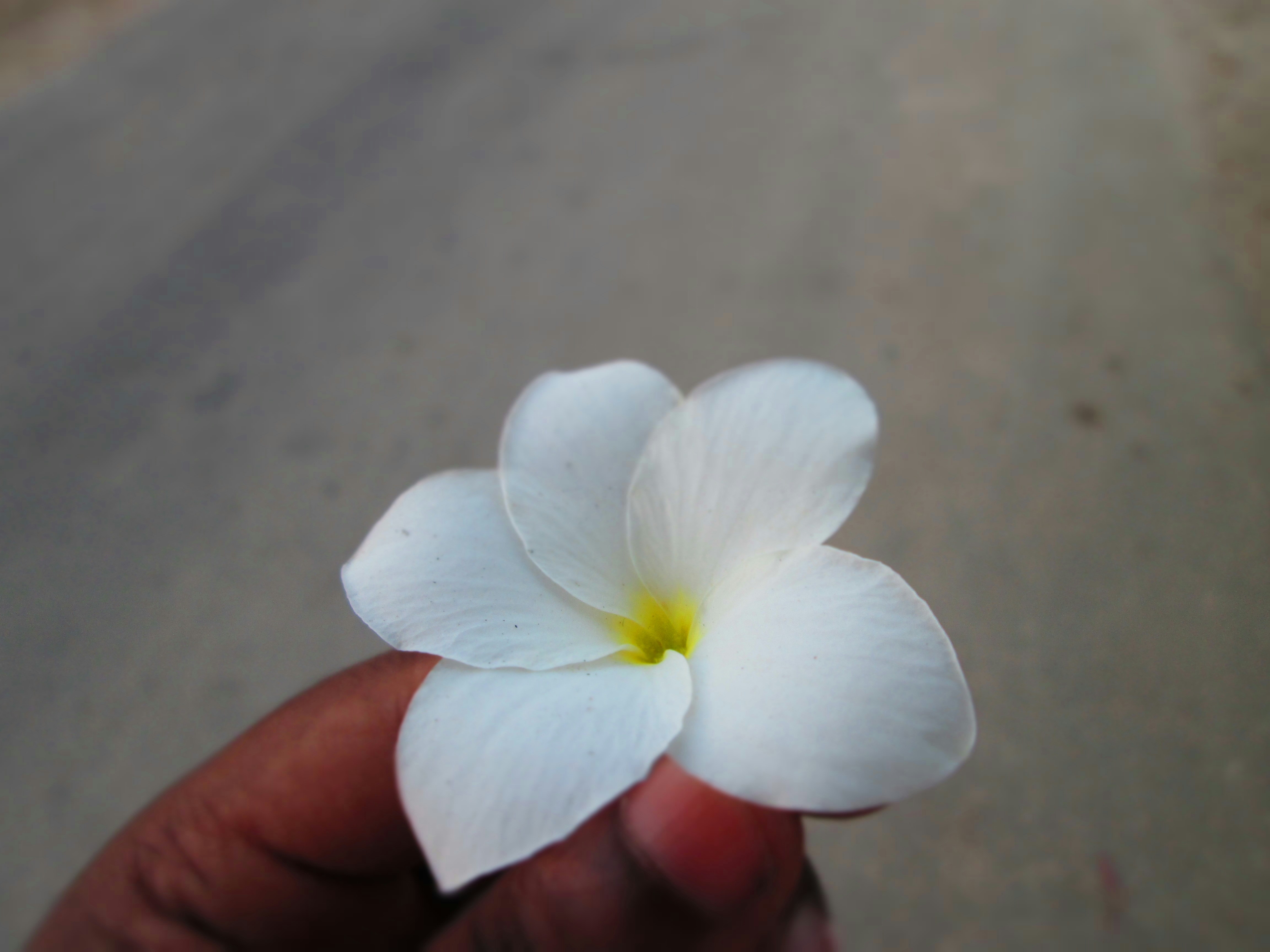 Free Unsplash photo from Nicholas Bridgemohan