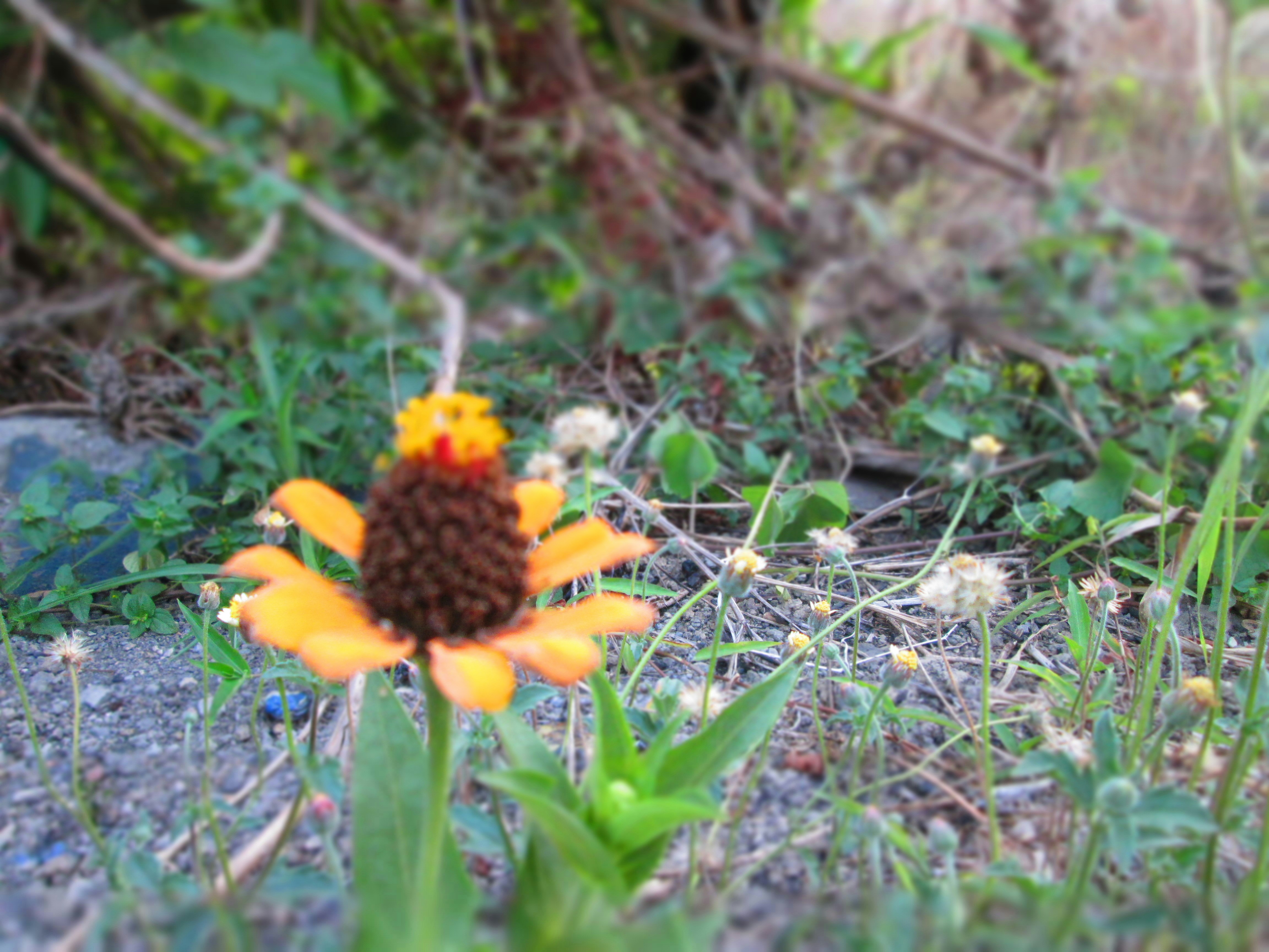 Free Unsplash photo from Nicholas Bridgemohan