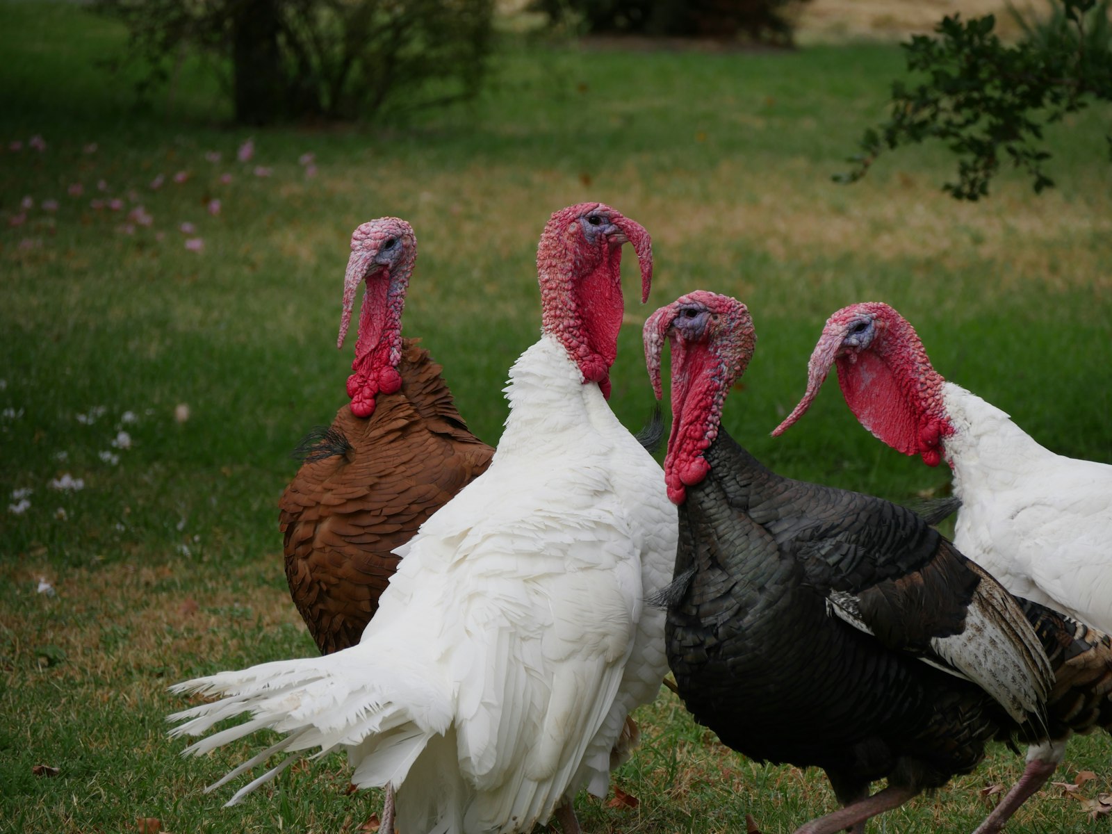 Panasonic Lumix DMC-GX8 + Panasonic Lumix G Vario 14-140mm F3.5-5.6 ASPH Power O.I.S sample photo. Flock of turkeys near photography