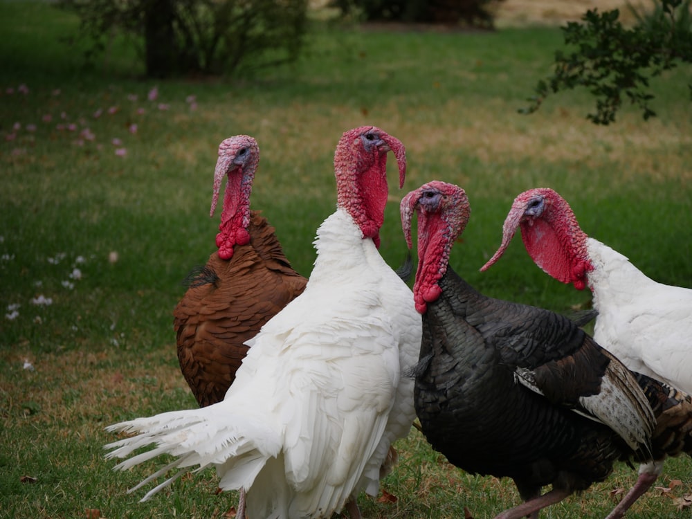 flock of turkeys near plants