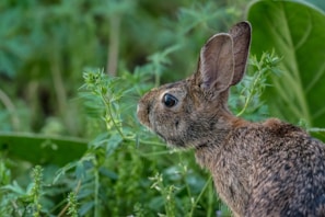 a hare next to some leaves