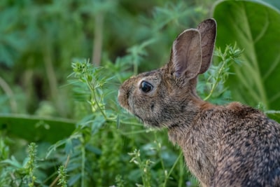 a hare next to some leaves bunny google meet background