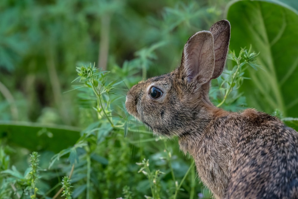 ein Hase neben ein paar Blättern