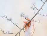 Gardener gently pruning a tree branch with hand shears in a peaceful backyard