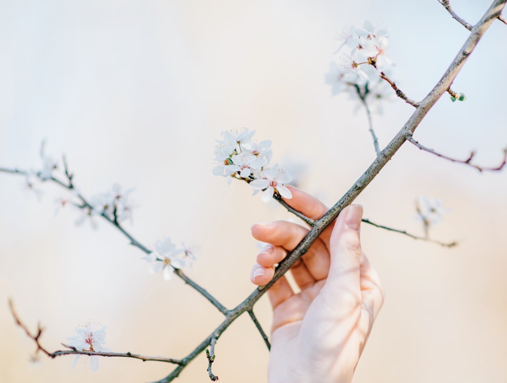 昼間、桜の花を手にする人