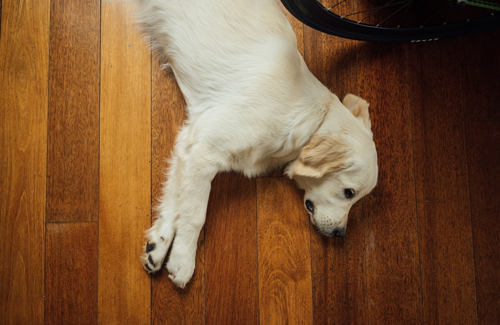 茶色の木製の寄木細工の床に横たわるベージュの犬
