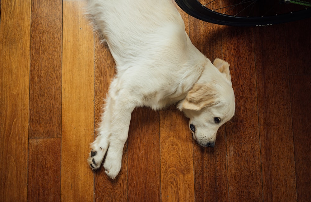 cão bege deitado no chão de parquet de madeira marrom