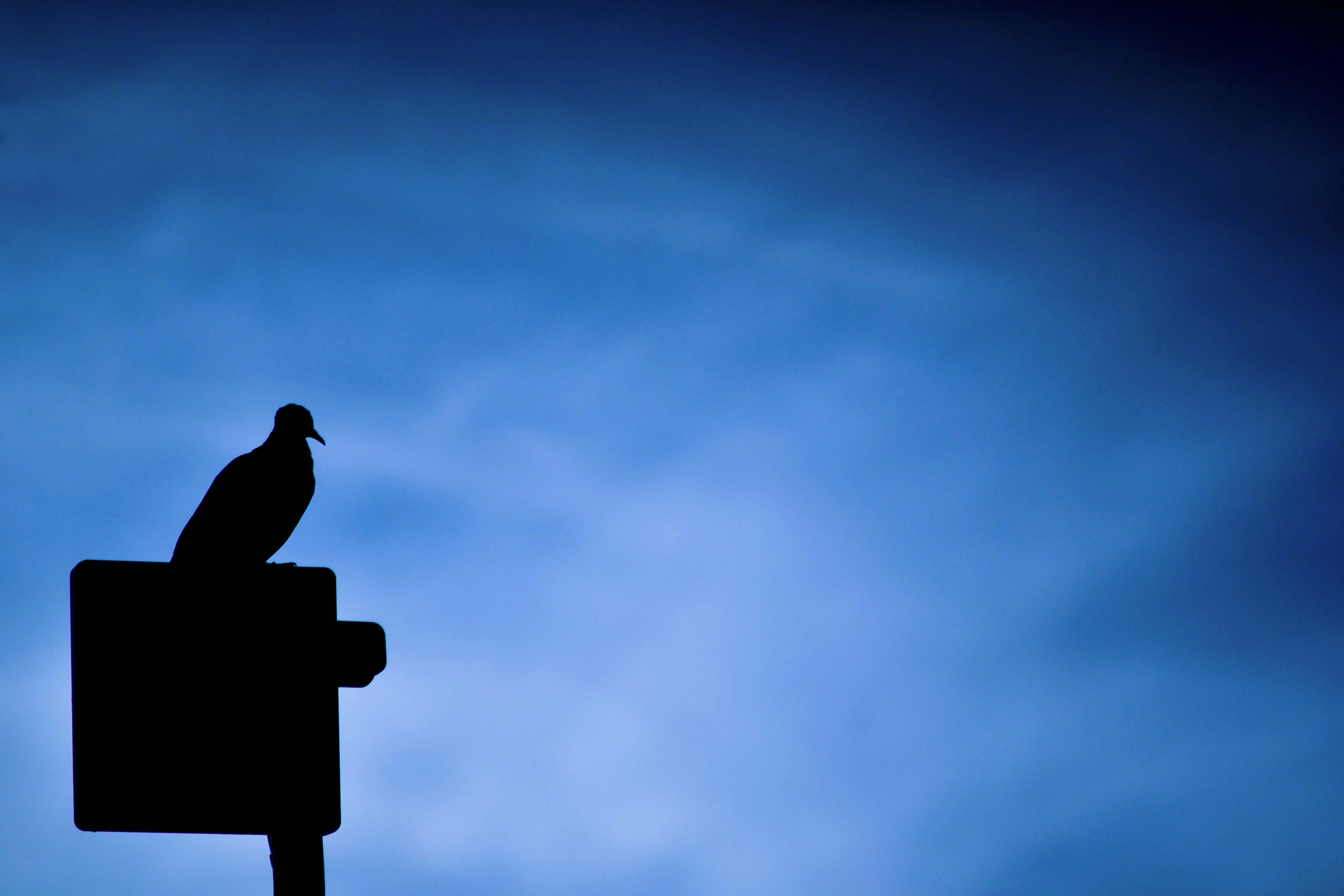 Free Unsplash photo from Matt Delpidio