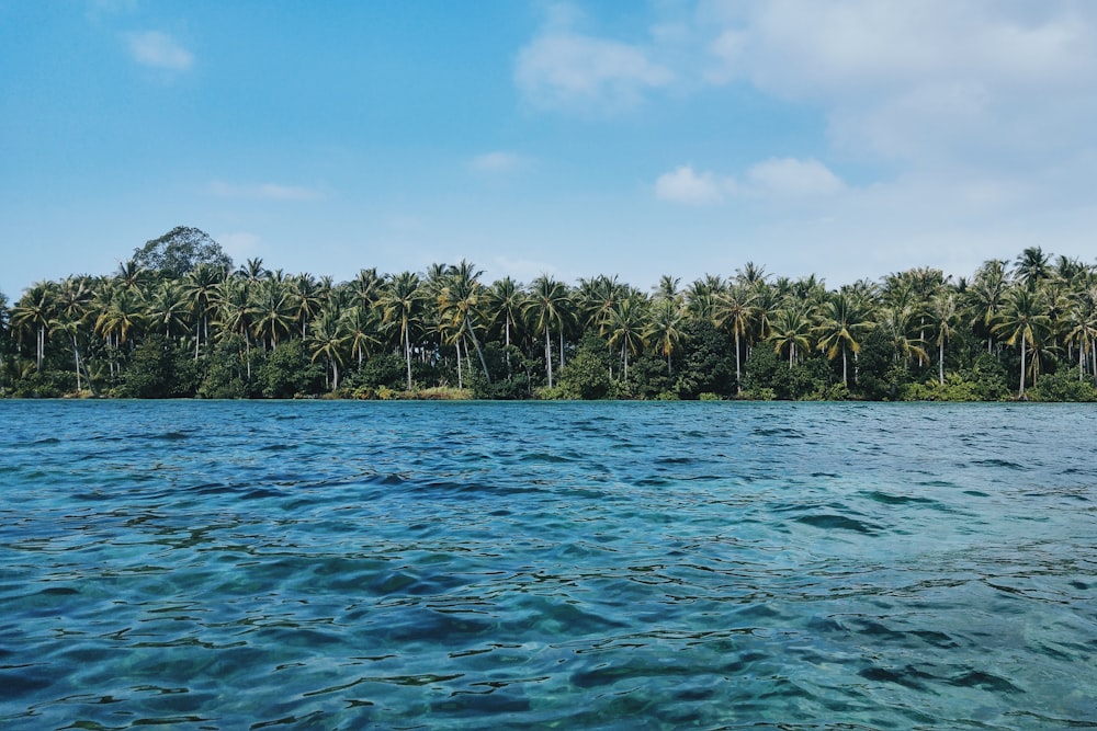 Ilha da palmeira perto do corpo de água