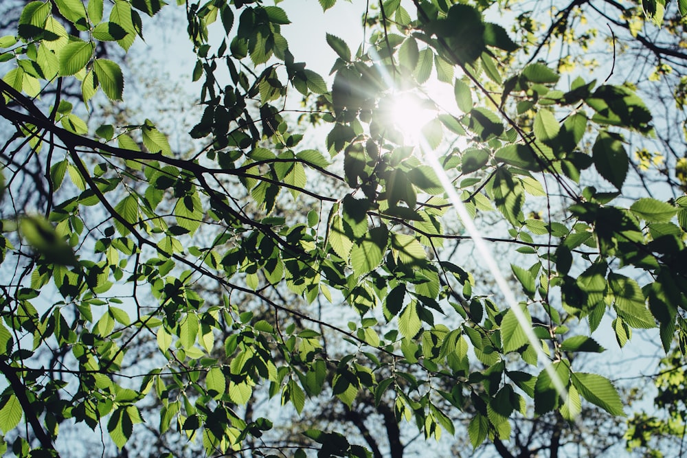 árvore de folhas verdes no pôr do sol