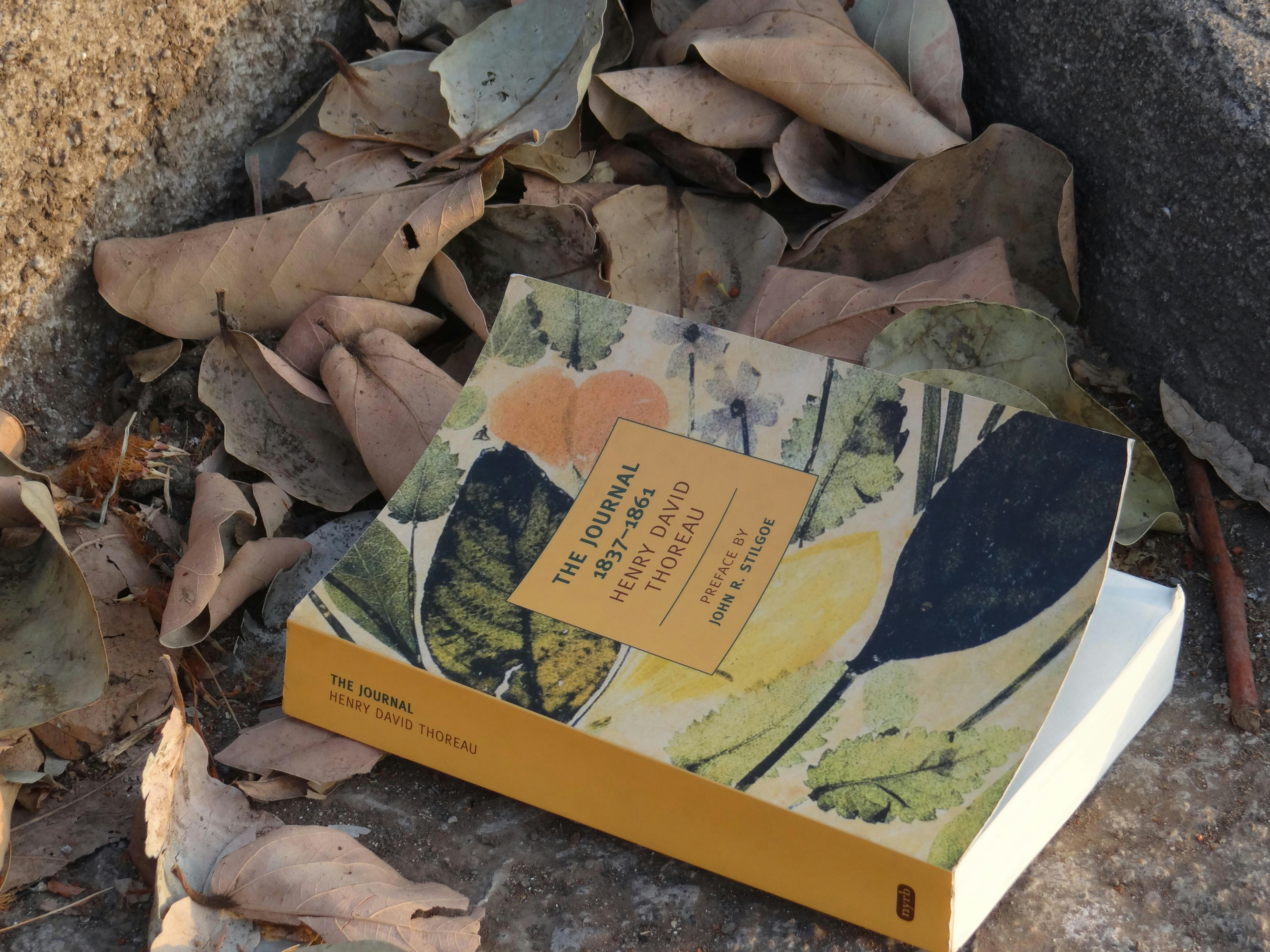 Free Unsplash photo from Krishna Kanth