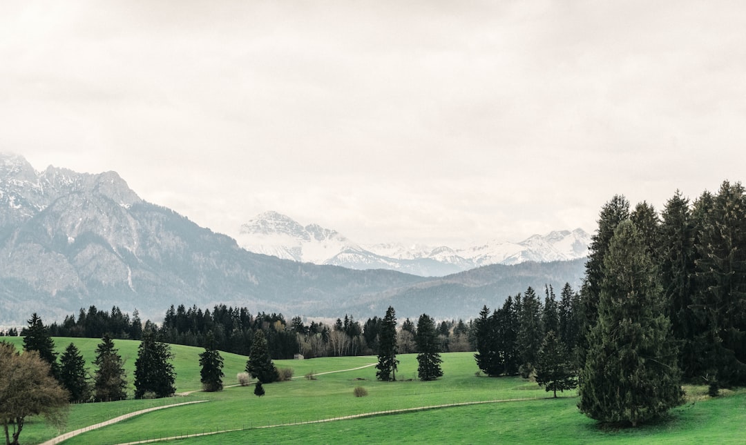 green pine trees