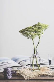 green leafed plant on glass vase