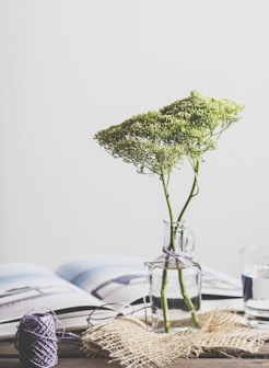 green leafed plant on glass vase