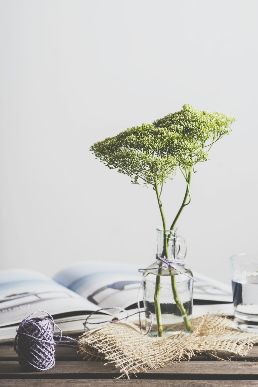 plante à feuilles vertes sur vase en verre