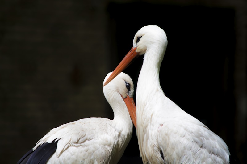 Deux cigognes blanches
