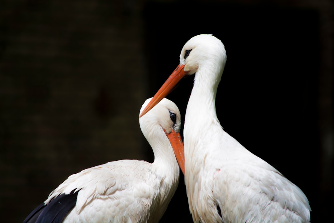  two white storks stork