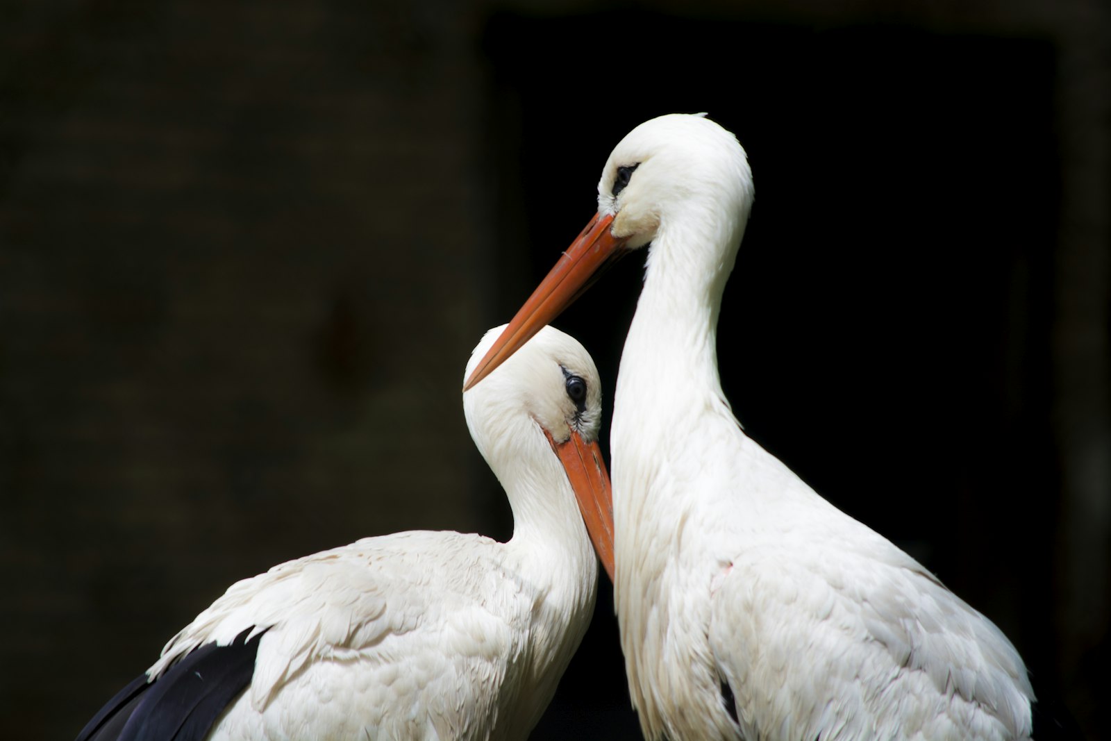 Nikon D5200 + Nikon AF-S DX Nikkor 55-300mm F4.5-5.6G ED VR sample photo. Two white storks photography