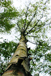 Close-up of skilled hands applying treatment to the bark of a stately maple tree under a bright blue sky.
