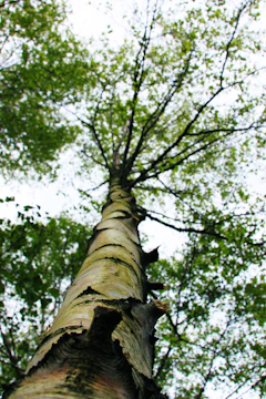 Close-up of skilled hands applying treatment to the bark of a stately maple tree under a bright blue sky.