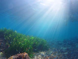 Soft sunlight filtering through green algae strands floating in clear water.
